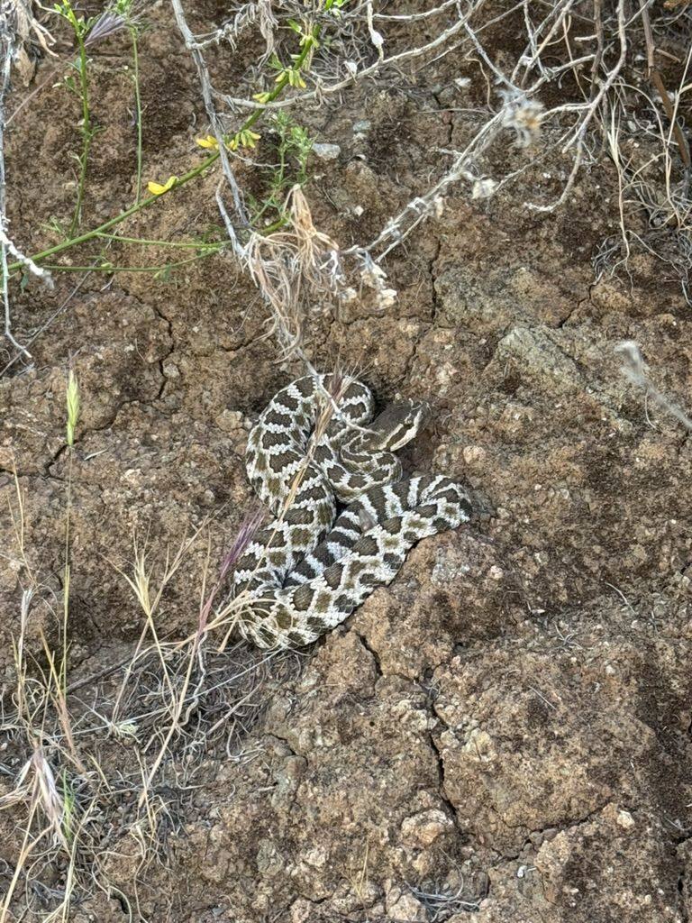 A Southern Pacific rattlesnake coiled on the ground, found on a filming location